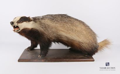 Blaireau (Meles meles, non réglementé) sur...