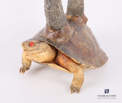 Chimère sur base de tortue de Floride (Trachemis...