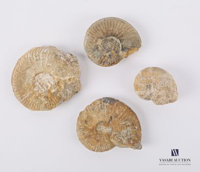 Ensemble de quatre ammonites fossilisées.

Long....