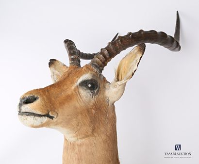 Tête en cape d'impala (Aepyceros melampus,...