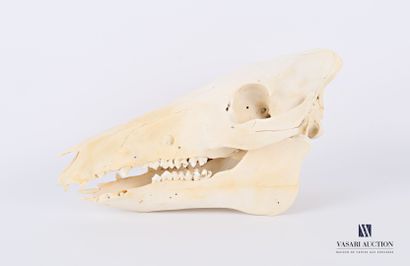 Crâne de sanglier (Sus Scrofa, non réglementé),...