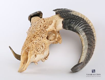 Massacre de bélier (Ovis aries, non réglementé)...