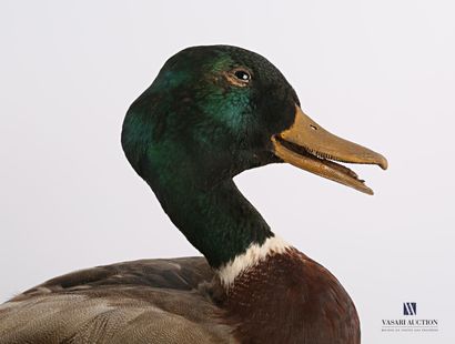 Canard colvert mâle (Anas platyrhynchos,...