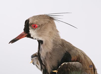 Vanneau téro (Vanillus chilensis, non réglementé)...
