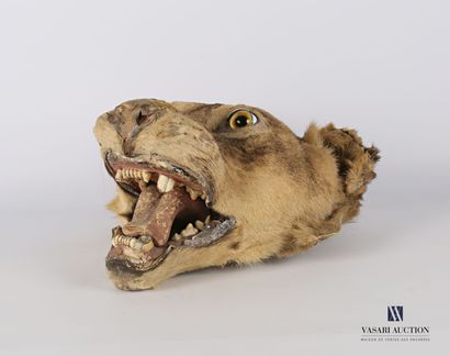 Tête de lionne (Fetis leo, annexe 2) la gueule...