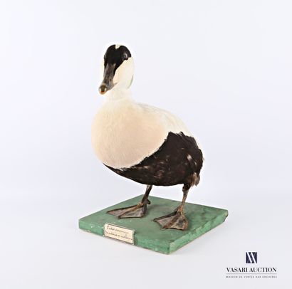 Taxidermie d'un mâle d'eider commun (Somateria...