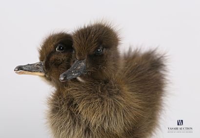 Caneton bicéphale (Anas platyrhynchos domesticus,...