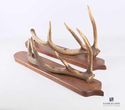 Deux mues de cerf à quatre cors (Cervus elaphus,...