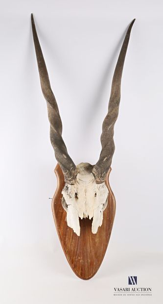 Massacre d'eland de derby femelle (Taurotragus...