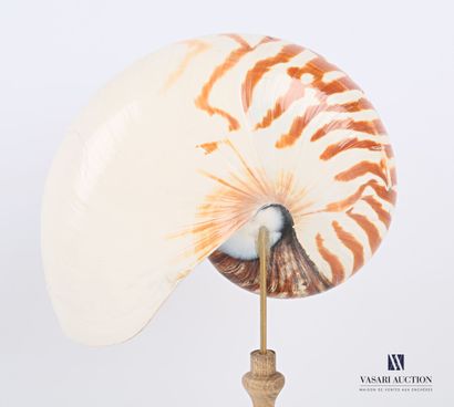 
Demi nautile (Nautilus pompilius, Cites...