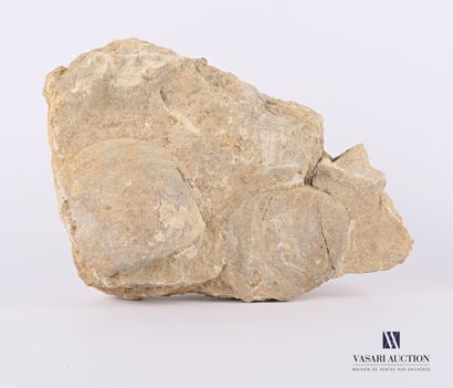 Ensemble de deux coques fossilisés.

Haut....