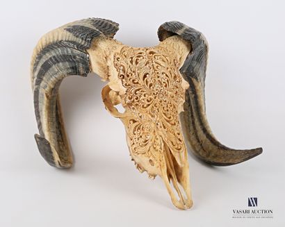 Massacre de bélier (Ovis aries, non réglementé)...