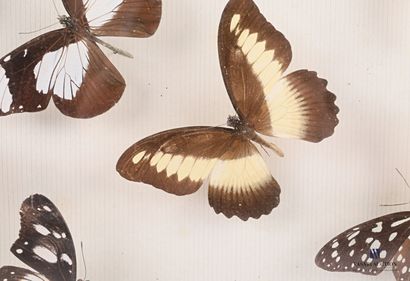 Boîte entomologique vitrée contenant onze...