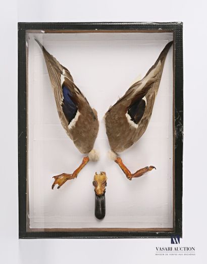 Canard colvert (Anas platyrhynchos domesticus,...