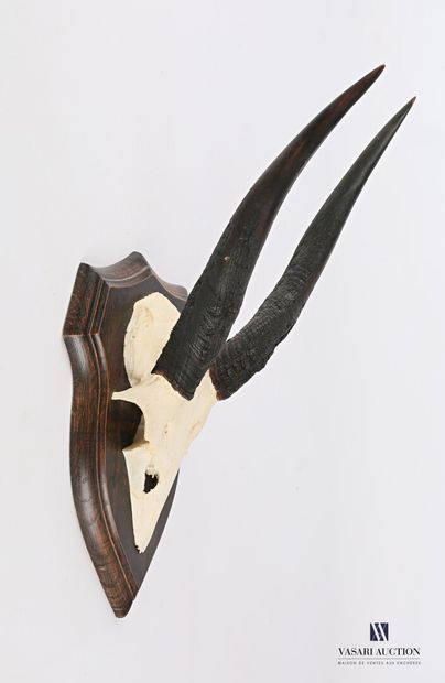 Massacre de guib sylviatique (Tragelaphus...