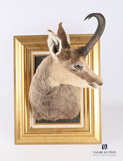 Chamois en cape (Rupicapra rupicapra, non...