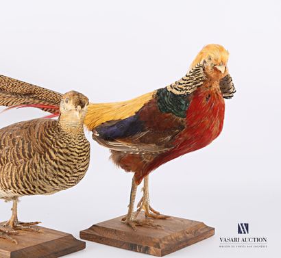 Couple de faisans dorés (Chrysolophus pictus,...