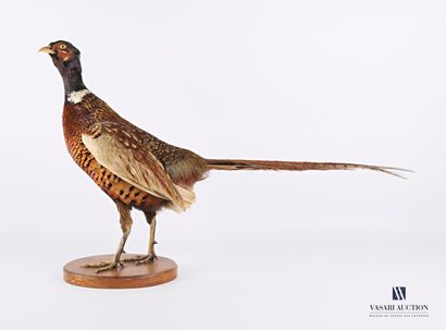 Faisan de Colchide mâle (Phasianus colchidus,...
