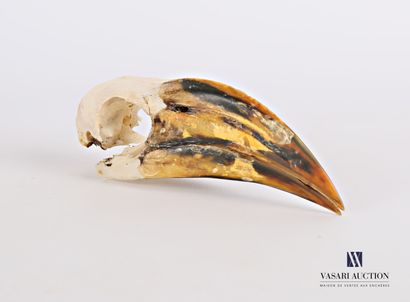 Crâne de calao à bec rouge (Tockus erythrorhynchus,...