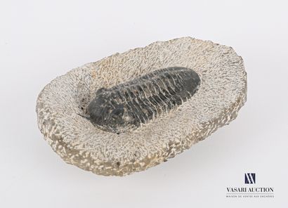 Fossile de trilobite (Trilobitea spp.) dans...
