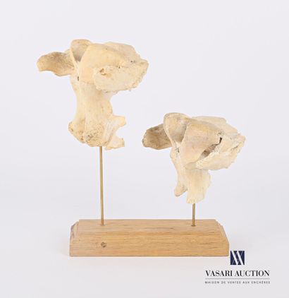 Ensemble de deux atlas (Bos taurus, non réglementé)...