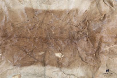 Peau d'impala (Aepyceros melampus, non réglementé),...