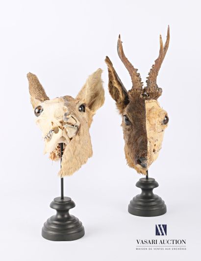 Paire d'écorchés de crânes d'un couple de...