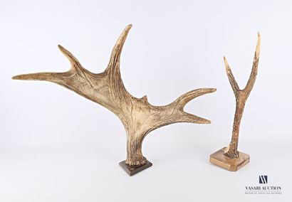 Lot comprenant un andouiller de cerf élaphe(Cervus...