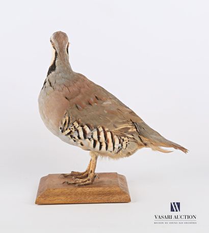 Perdrix chukar (Alectoris chukar, non réglementé)...