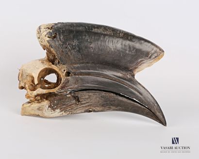 Crâne complet de calao à casque noir (Ceratogymna...