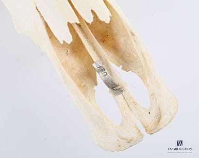 Crâne sans mandibule inférieure de buffle...