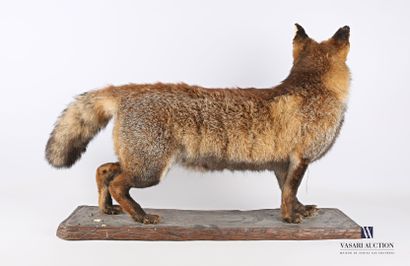 Renard adulte (Vulpes vulpes, non réglementé)...