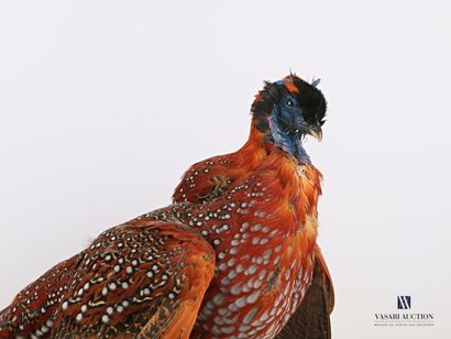 Tragopan de temminck (Tragopan temminckii,...