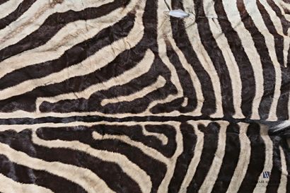 Peau de zèbre (Equus quagga, non réglementé),...