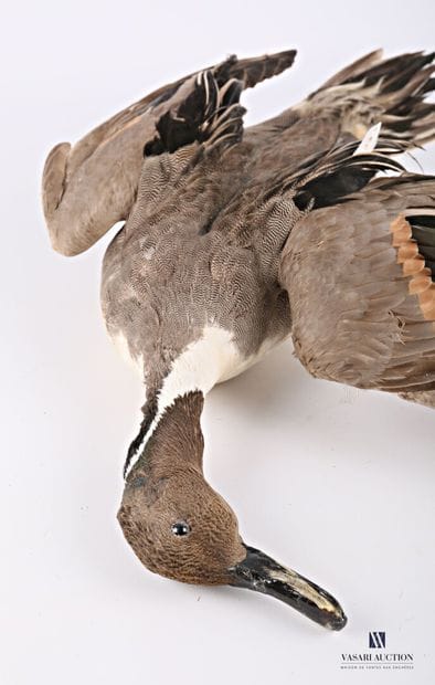 Canard pilet (Anas acuta) mâle présenté en...