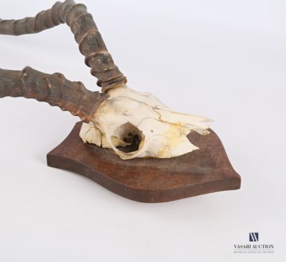 Massacre d'impala (Aepyceros melampus, non...