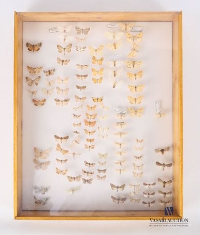 Boite entomologique contenant quatre vingt...