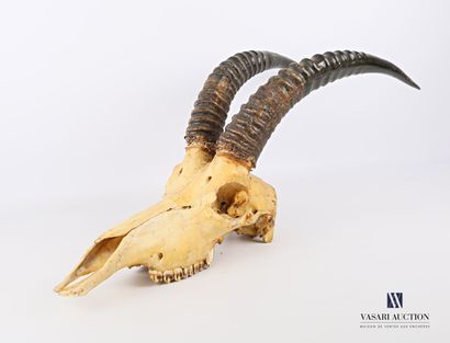 Crâne d'antilope (Hippotragus equinus, non...