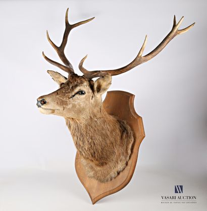 Tête de cerf élaphe (Cervus elaphus, non...