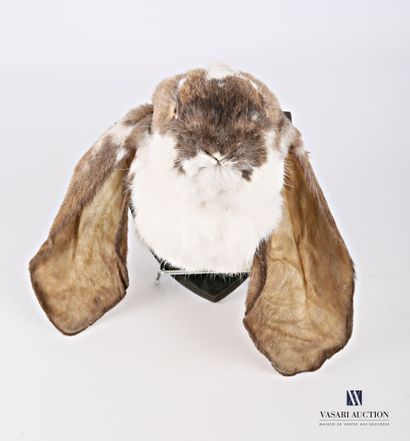 Tête en cape de lapin de race bélier anglais...