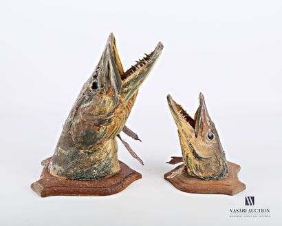 Deux têtes de brochet (Esox lucius, non réglementé)...