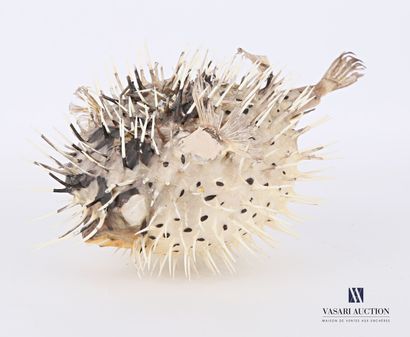 Diodon appelé poisson porc-épic (Diodon spp,...