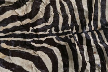 Peau de zèbre (Equus quagga, non réglementé),...