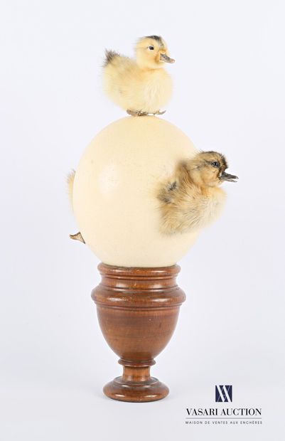 Création comprenant un oeuf d'autruche (Struthio...