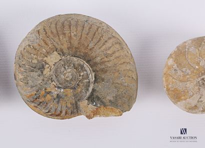 Ensemble de quatre ammonites fossilisées.

Long....