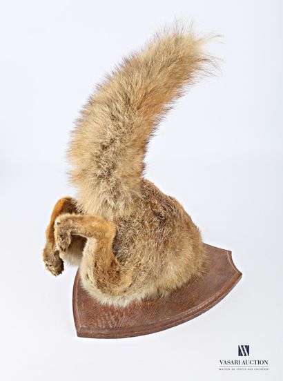 Cul de renard sur écusson (Vulpes vulpes,...
