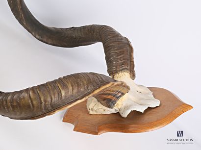 Massacre de grand Koudou (Tragelaphus strepticeros,...