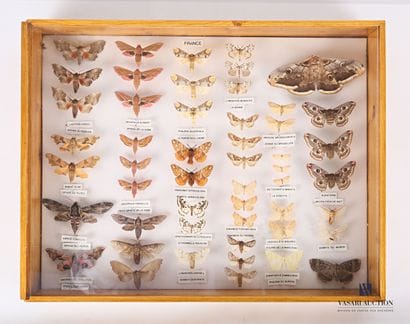Boite entomologique contenant cinquante et...