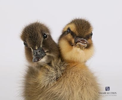 Caneton bicéphale (Anas platyrhynchos domesticus,...