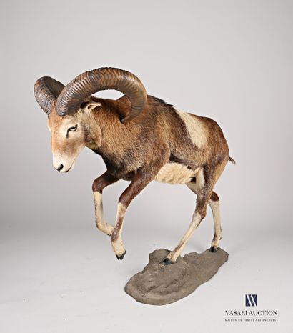 Mouflon (Ovis aries musimon, non réglementé)...